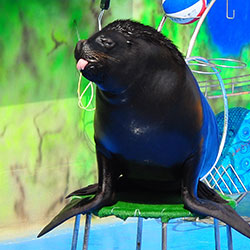 Морський лев